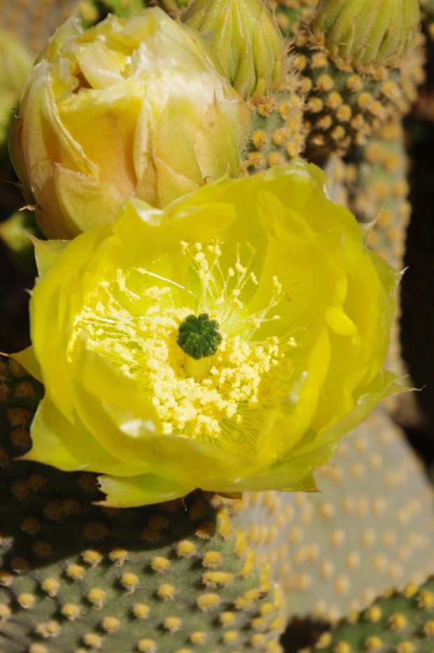 Prickly Pear Flower
