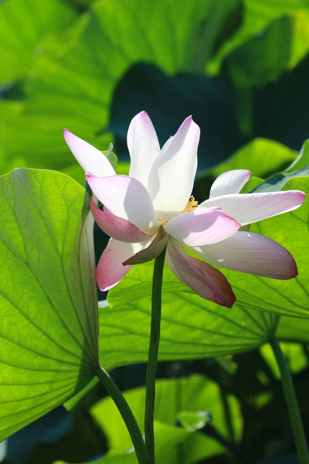 Lotus flower
