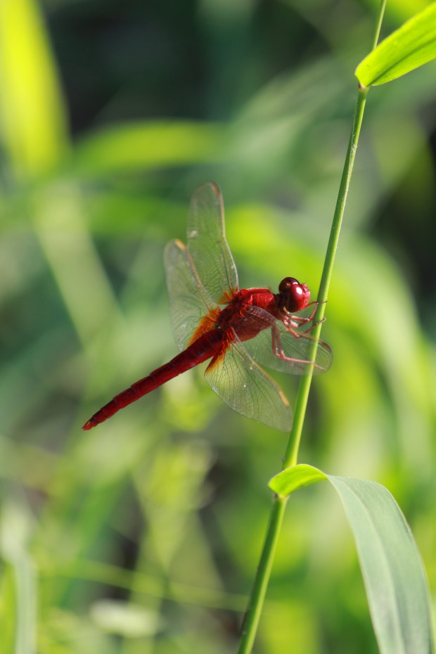 Dragonfly in Beijing