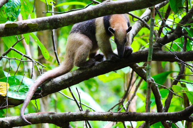 corcovado-anteater